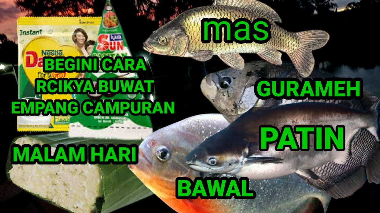RACIKAN UMPAN EMPANG IKAN CAMPURAN BAWAL PATIN GURAMEH DAN IKAN MAS