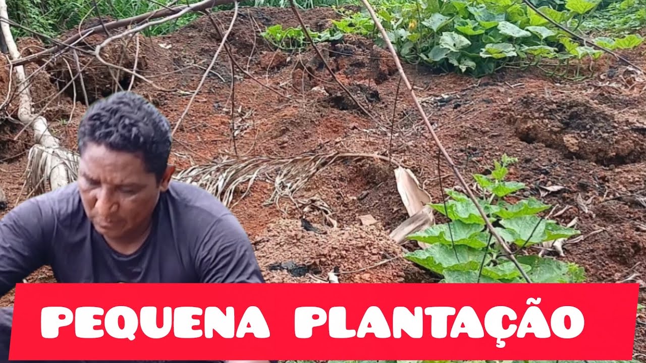 MINHA PLANTAÇÃO ESTÁ MUITO LINDA #roça @francilenesales8958 