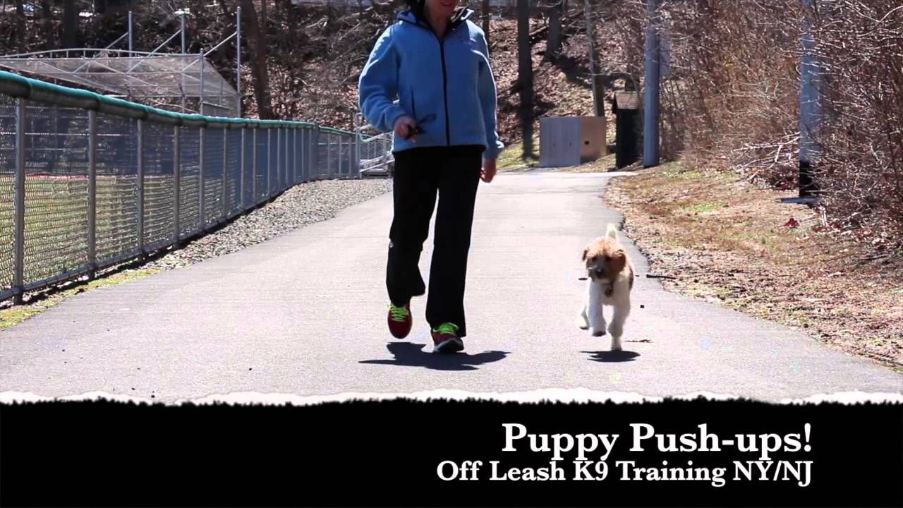 Jack Russell Amazing OFF Leash Training New York New Jersey