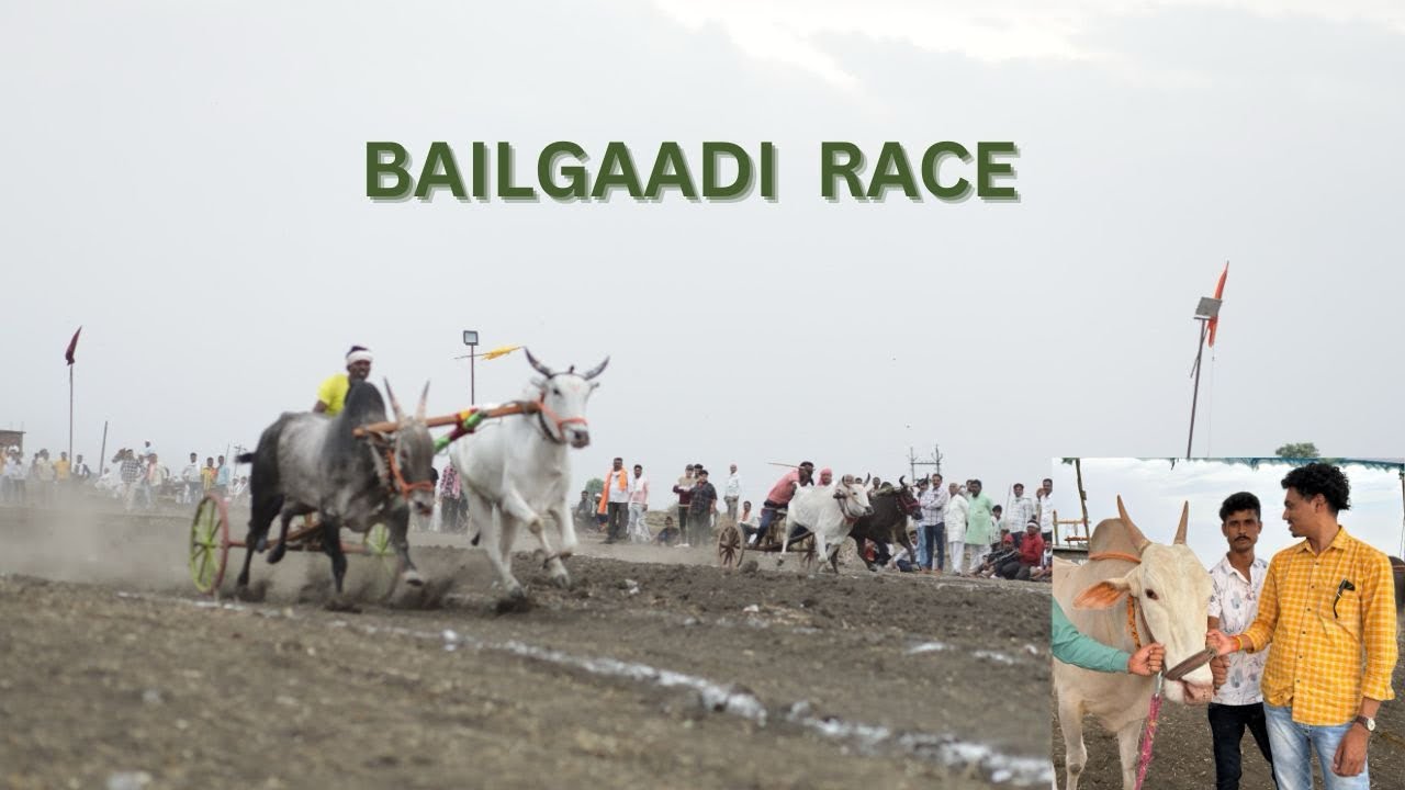 Bailgaadi Race | Bull's | Shera |  rare in the segment #documentary #bailgadirace #bull@JoeHattab
