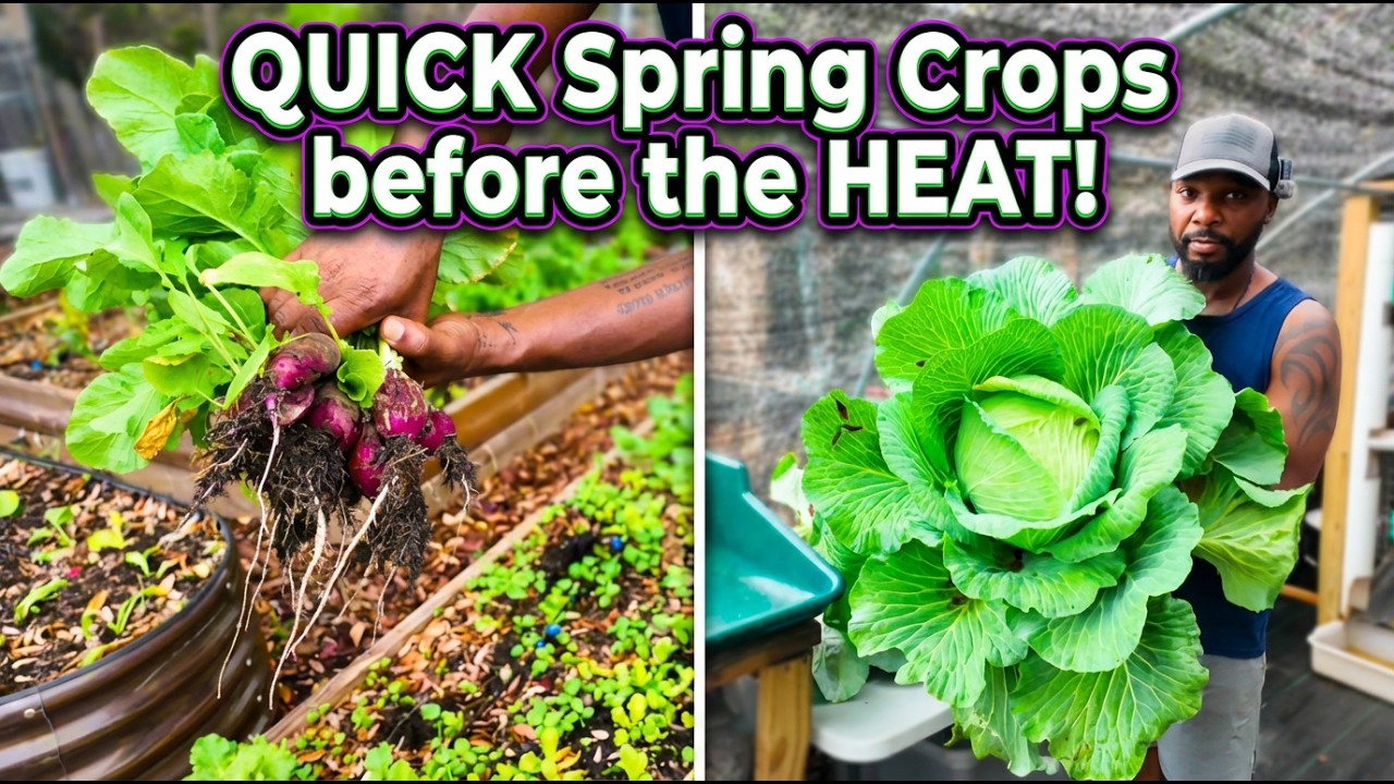 Посадите эти быстрорастущие культуры до наступления жары! (Совет для садоводов Флориды)