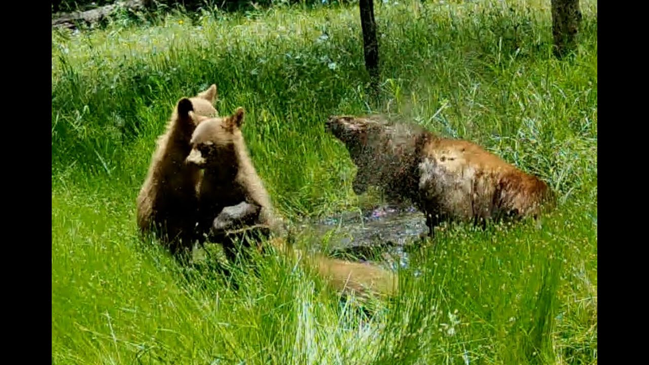 Mama bear and her triplets play in a wallow together