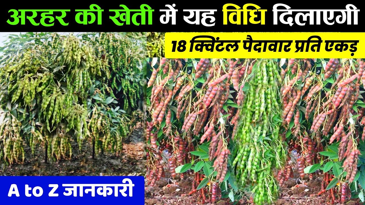 Arhar ki kheti | अरहर की खेती 2024 | Tuvar ki kheti kaise karen | Arhar ki kheti A to Z Jankari