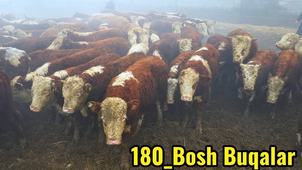 Tekinga Buqa 😱 180_Bish Asakalik Arzonchidan Yil Aksiyasi 28-dekabr, 2025