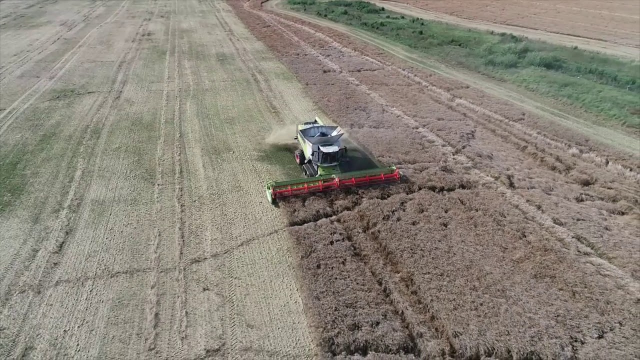 LEXION 8800+CONVIO FLEX 1230. 12.09.2019