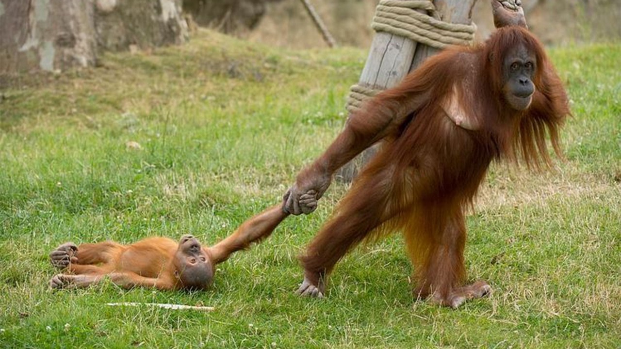 Animals Are So Funny You Will Die Laughing 😂 NEW Funny ANIMALS Video 2025