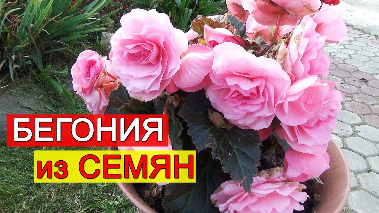 БЕГОНИЯ из СЕМЯН. Как посадить семена КЛУБНЕВОЙ БЕГОНИИ? Почему семена БЕГОНИИ не всходят?