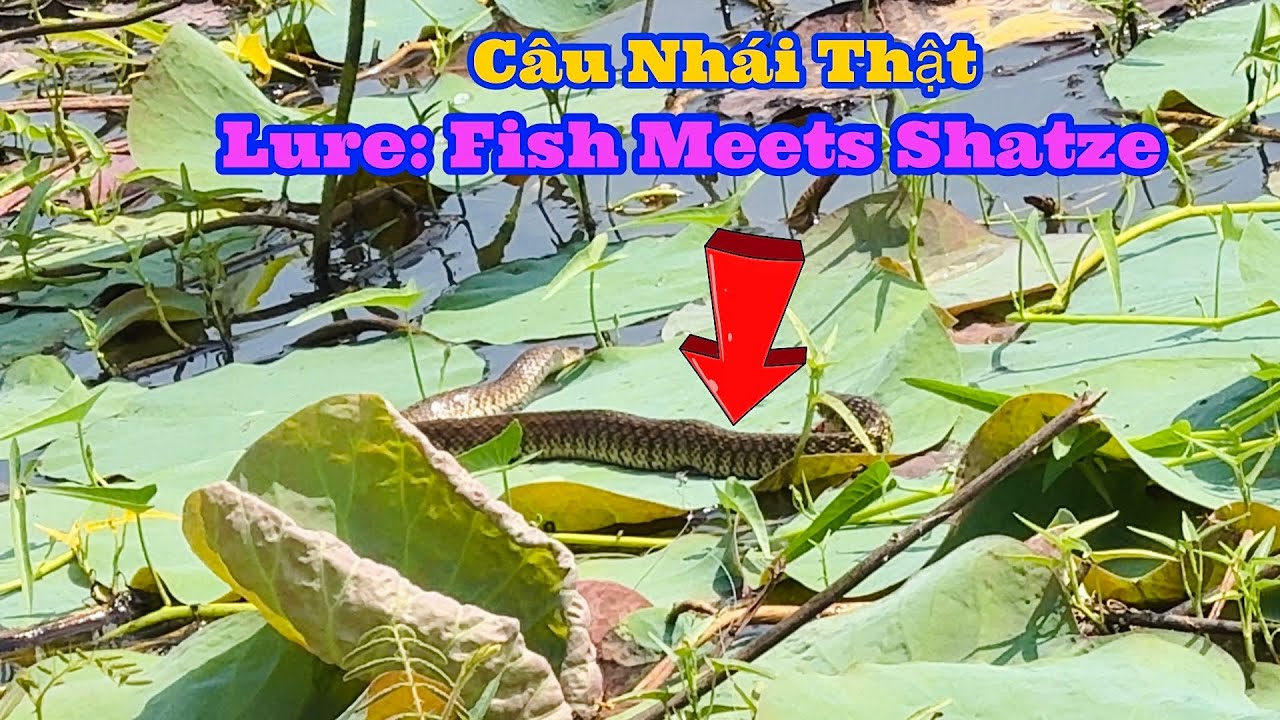Thử 1 Ngày Đi Câu Lure Bằng Tất Cả Loại Mồi Như Nhái Hơi, Nhái Thật, Nff, Cá Sắt, Con Ruồi Sẽ Ra Sao