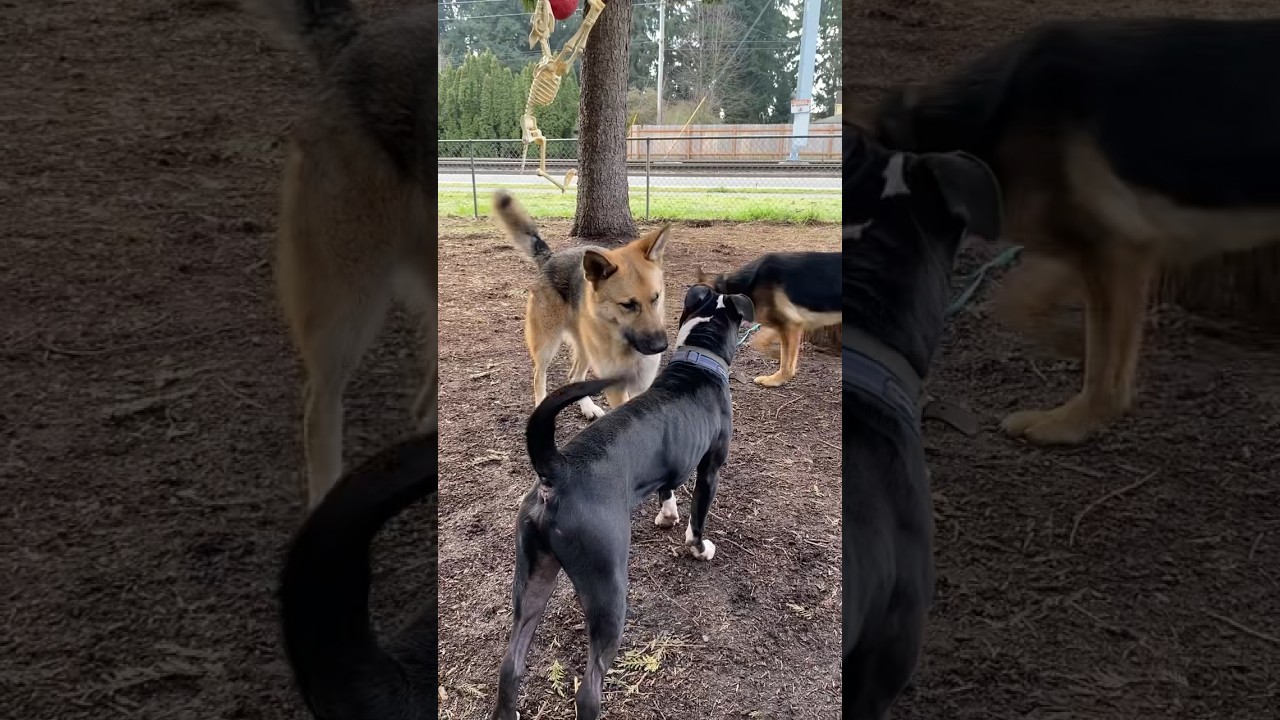 Общение с собаками (как устанавливается лидерство) #awakenedk9 #dogcommunication #germanshepherd