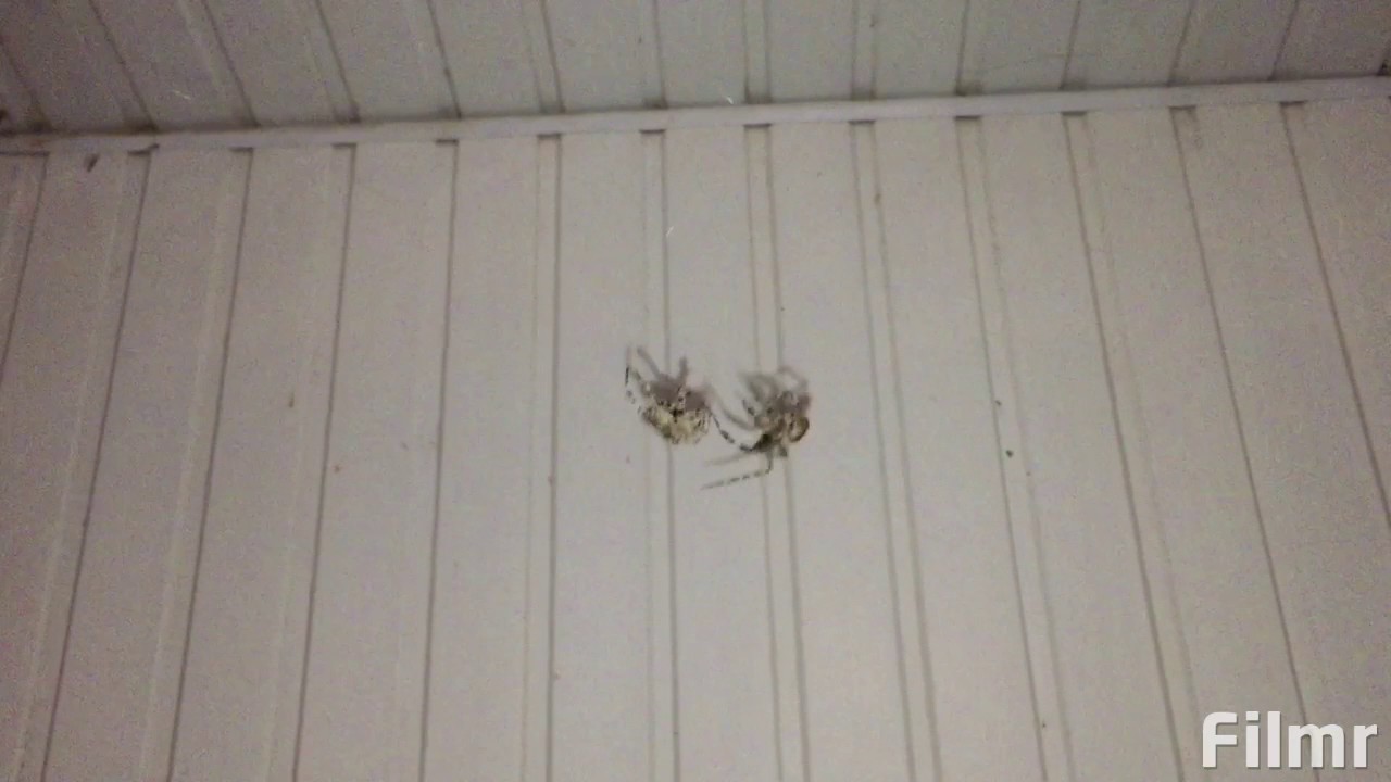 Spider Battle - Версус Пауков - Драка Пауков - Пауки