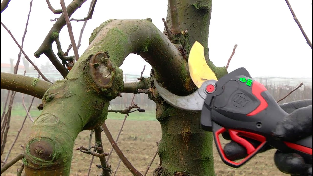 FR - ELECTROCOUP F3015 INFACO + PW2 en Arboriculture - INFACO