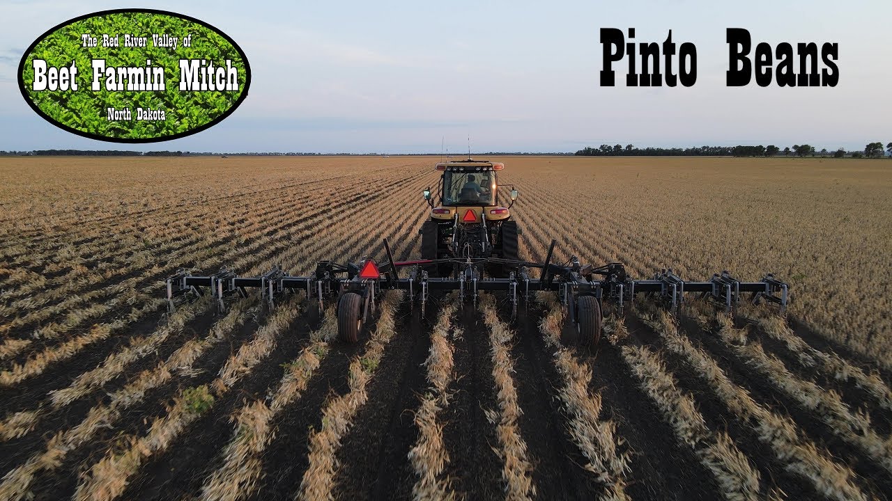 Knifing Pinto Beans (Dry Edible Beans)