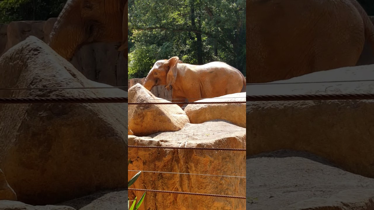 Riverbanks Zoo Elephant goes MAD June 3, 2017