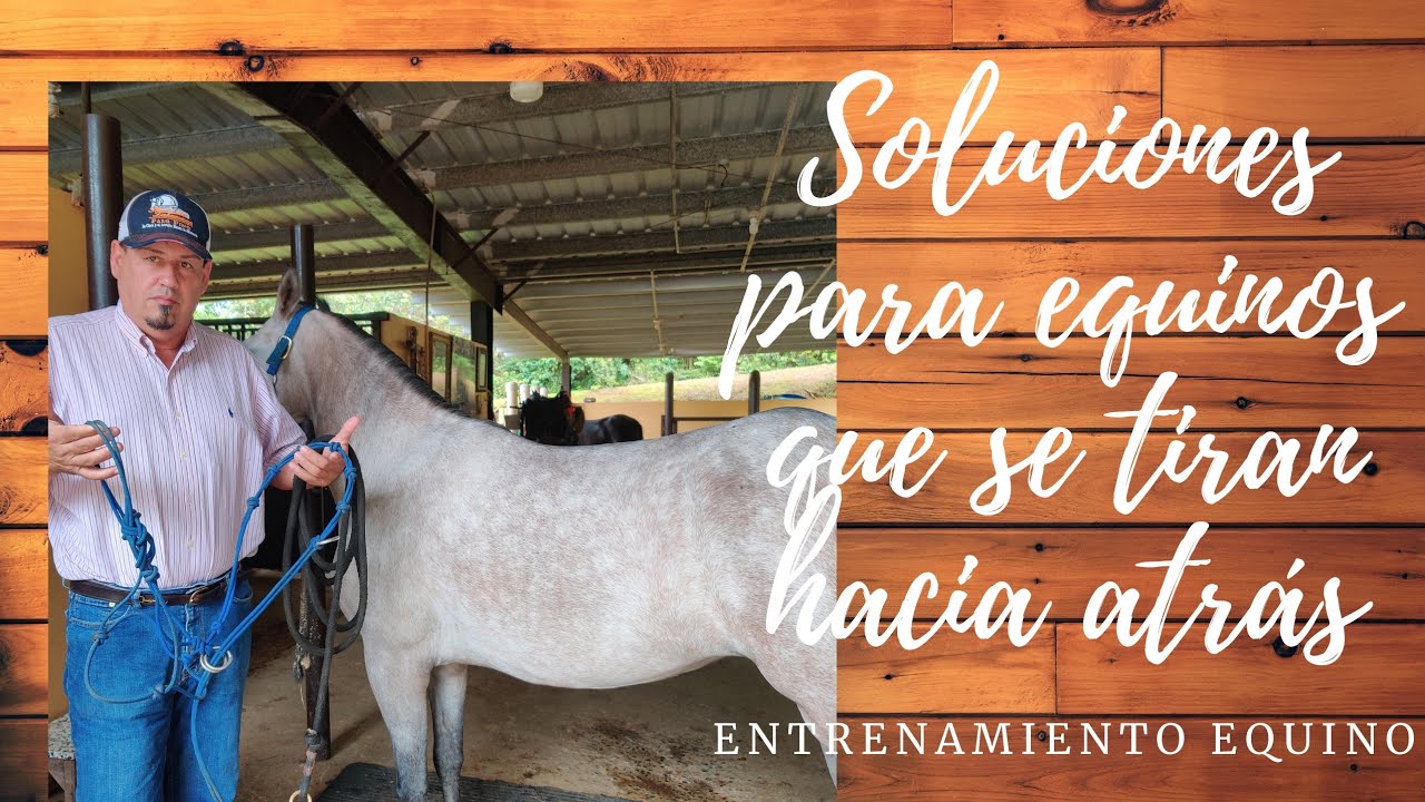 Soluciones para el equino que se tira hacia atras