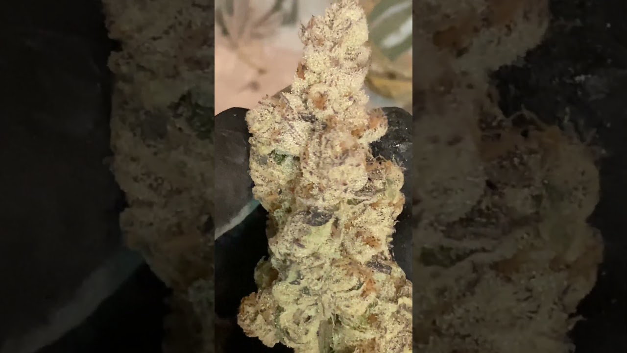 Pav&eacute; Runtz #6 - compound genetics