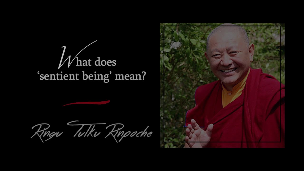 42. What is a sentient being? | Answers for Beginners | Ringu Tulku Rinpoche