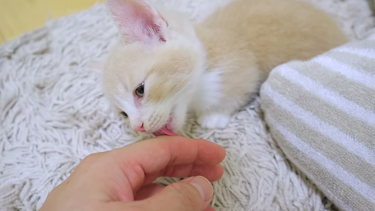 飼い主の指が好きすぎてペロペロしちゃう子猫が可愛い・・・w｜短足マンチカン