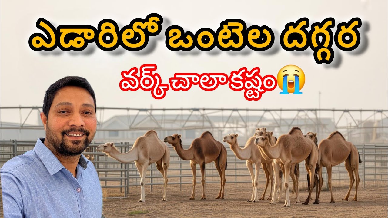 కువైట్ ఎడారిలో ఒంటెల దగ్గర పని చాలా కష్టం ||Camel work in kuwait😢 #dcharanvlogs #camel 