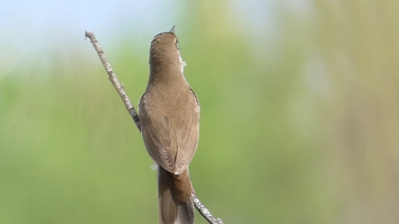 Соловьи́ный сверчо́к (лат. Locustella luscinioides)