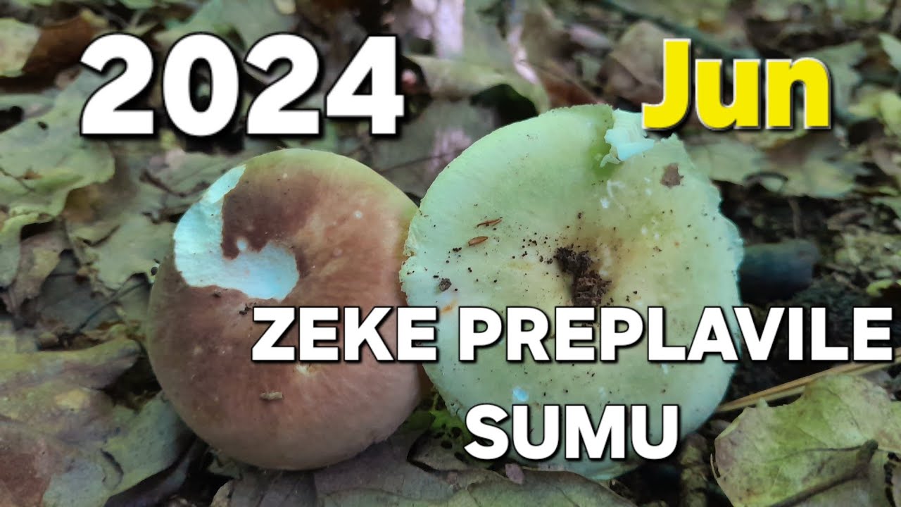 ZEKE PREPLAVILE SUMU. PRVA GOLUBACA! 2024