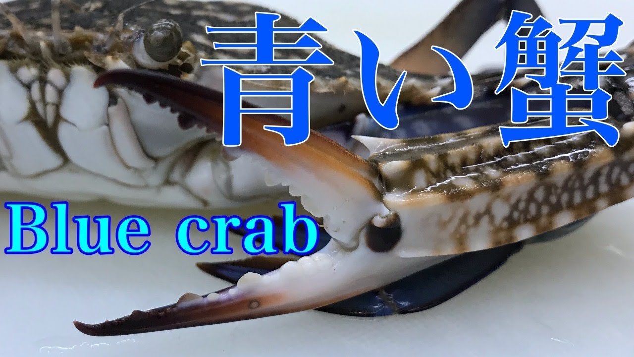 初心者でもできるワタリガニのさばき方と【渡蟹の味噌汁】Japanese blue crab　miso soup　【ガザミ】