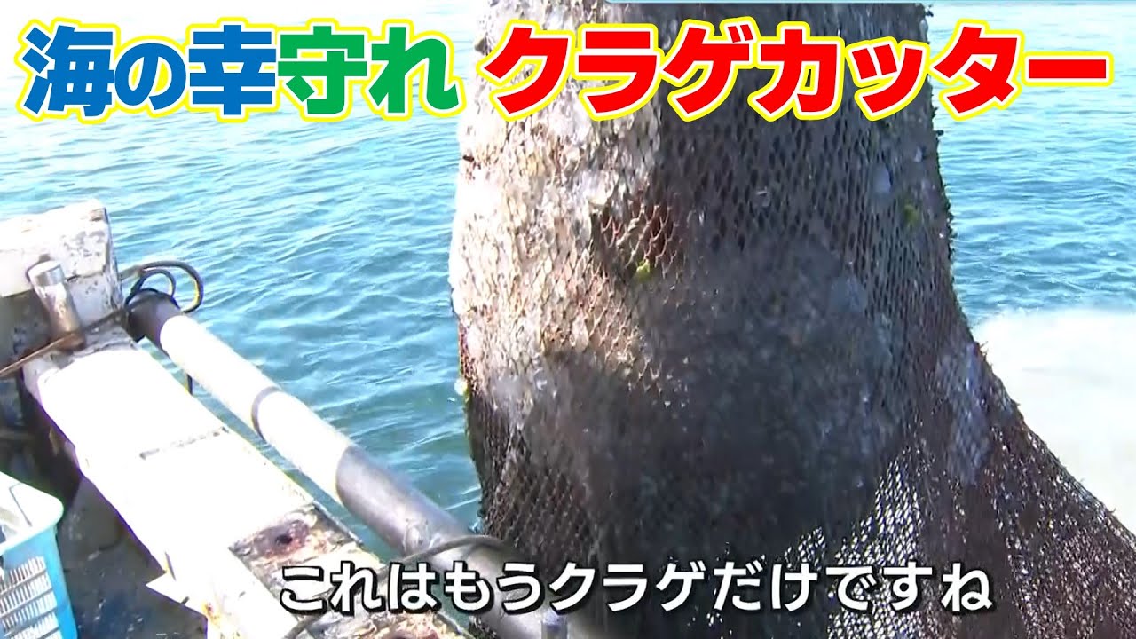 【深刻】「ここ4・5年はクラゲがすごい多いです」瀬戸内海の海の幸に赤信号！新たな対策始まる
