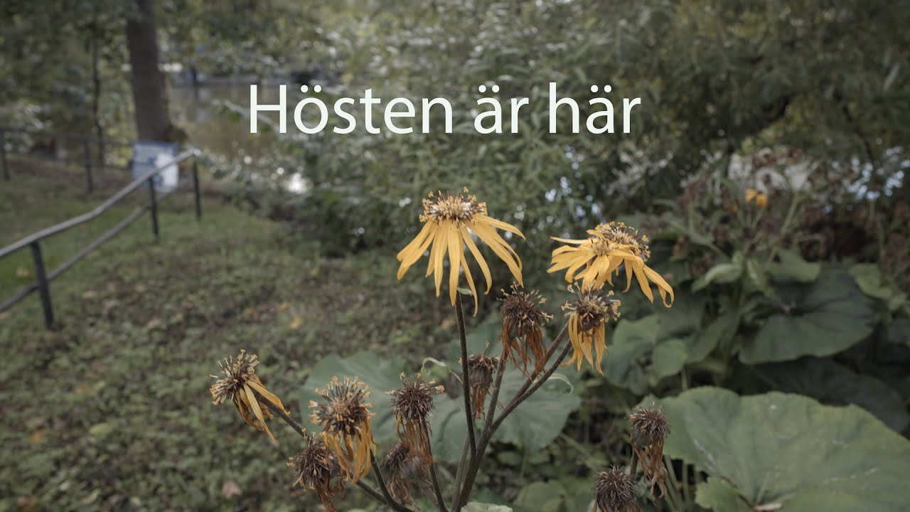 Vlog 40 2025 | Nu är hösten här.