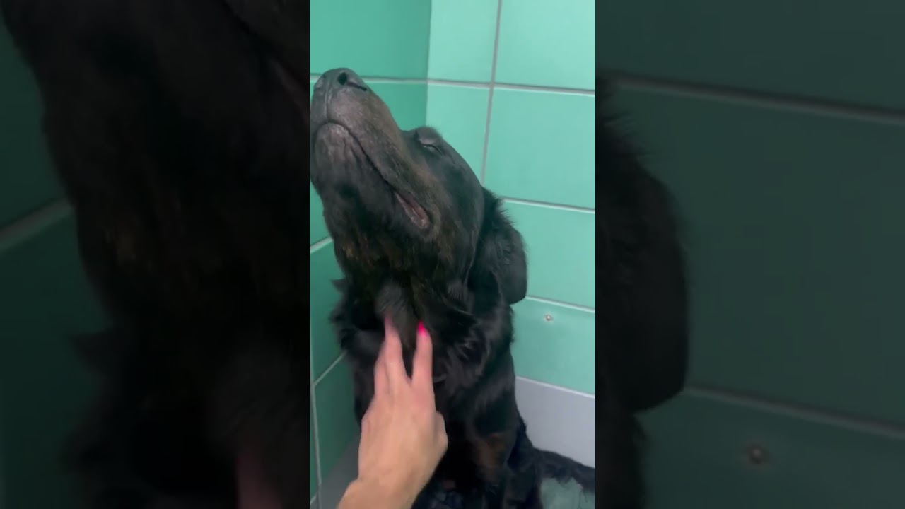 TIME-SENSITIVE: Benson Has Only Hours Left&mdash;We Must Save Him Now ‼️ [STORY BELOW]