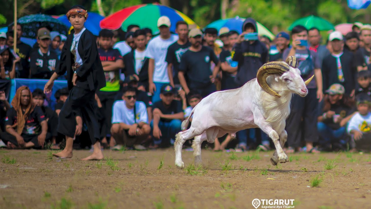 RECAP KONTES DOMBA GARUT 2023 || Pamidangan PLP, Andes, Cimalaka, Sawala
