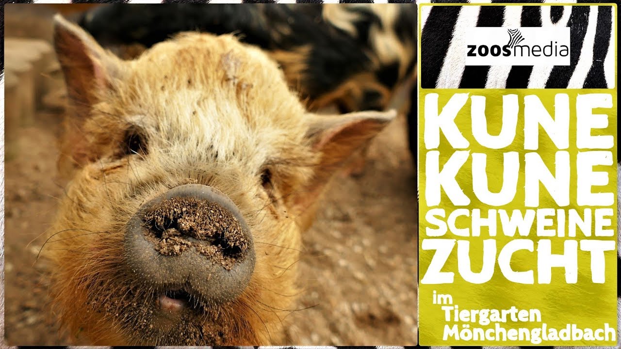 Erfolgreiche Zucht von bedrohten Kunekune-Schweinen 🐽 im Tiergarten Mönchengladbach | zoos.media