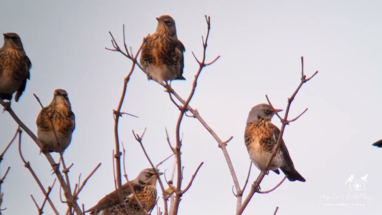 31 10 2025 Buytenpark Kramsvogels