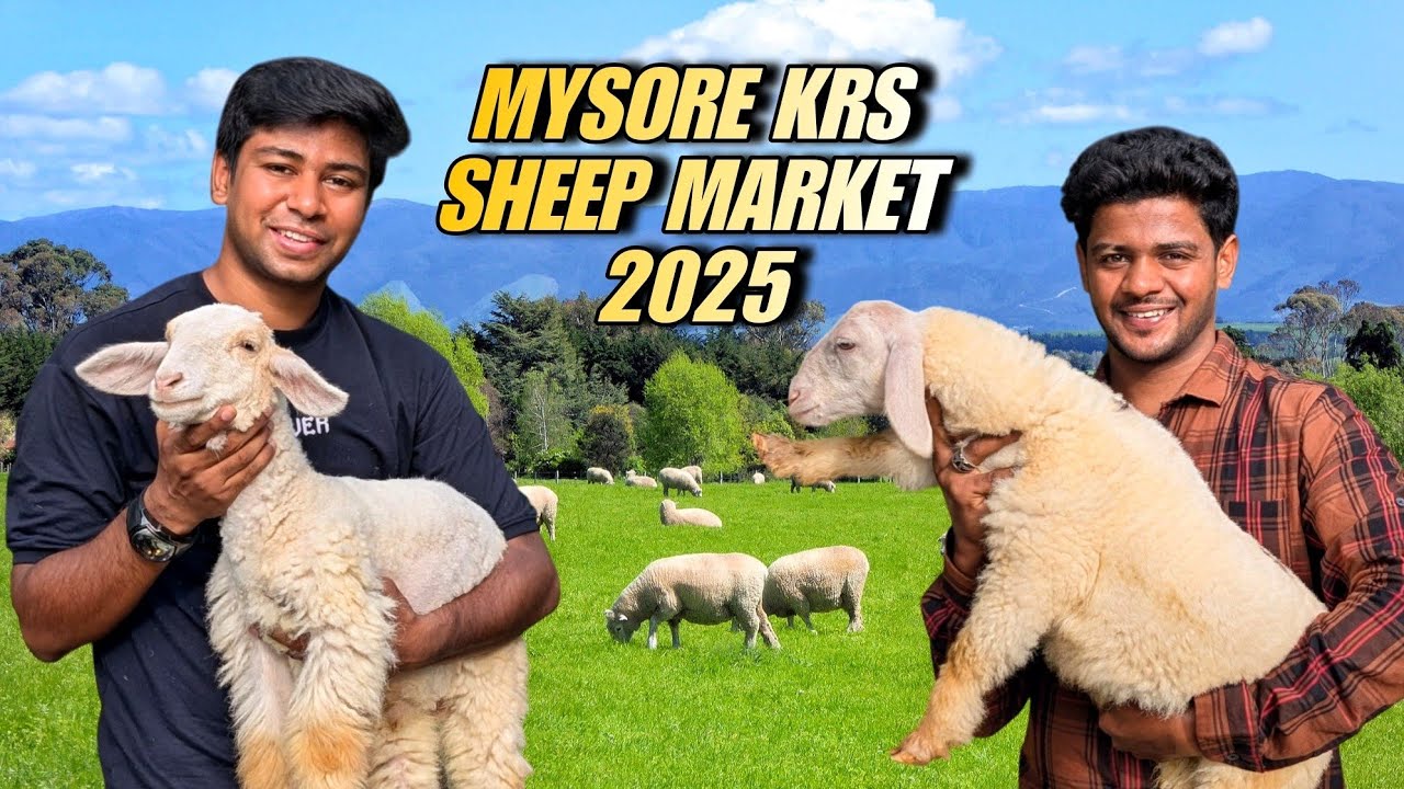 Mysore KRS Sheep market 2025 ❤️
