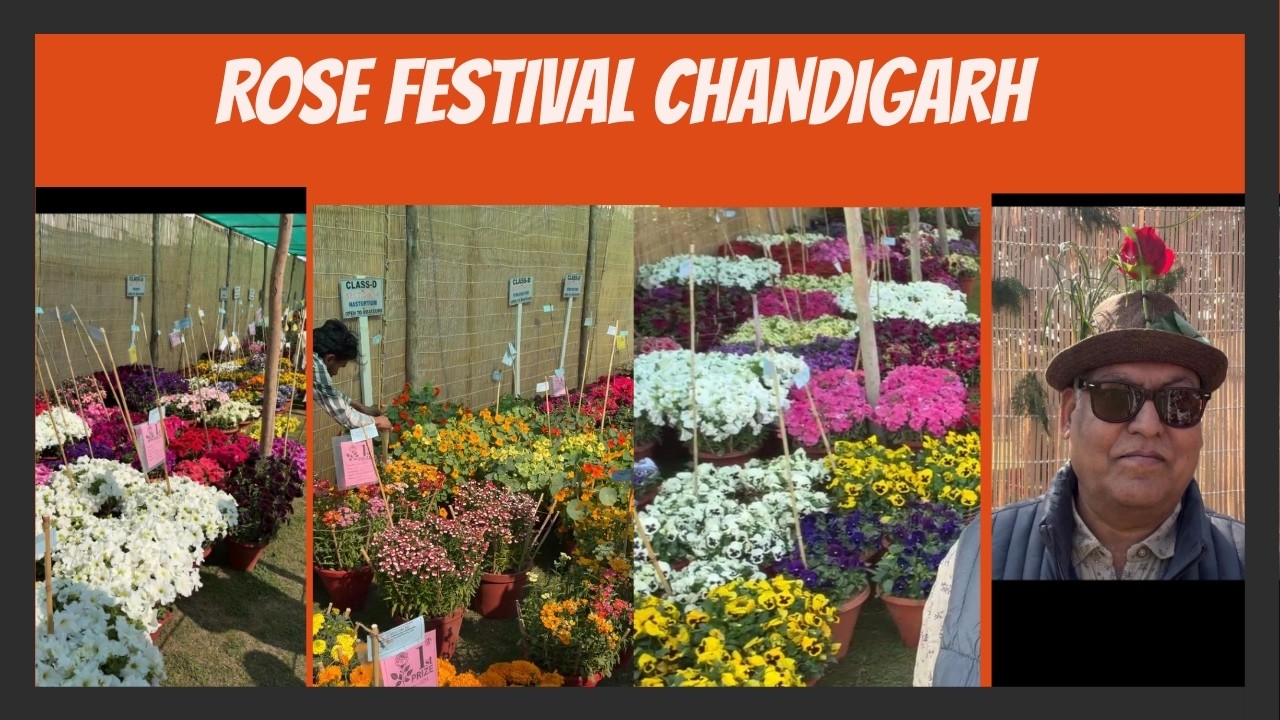 Rose Festival 2026 | Chandigarh