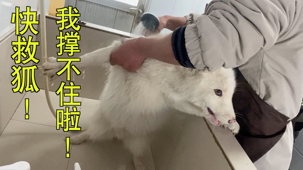 捡来的小黑狐，竟然洗成了小白狐，满满的惊喜！！！