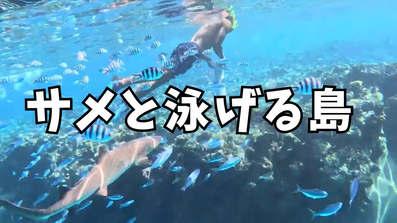 【フィジー旅行】日本から9時間｜クアタ島でサメと泳ぐ離島2泊旅
