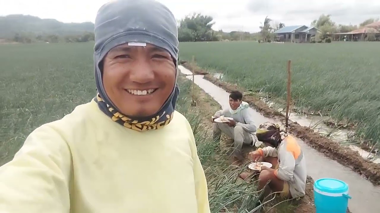 43days Sibuyas farming 2025  update 
