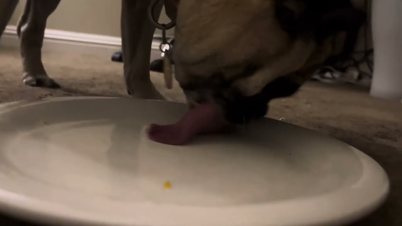 Plate Cleaning ASMR Pug