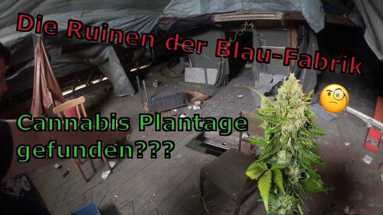 Lost Places | Die alte Blaufabrik | Cannabis-Plantage????