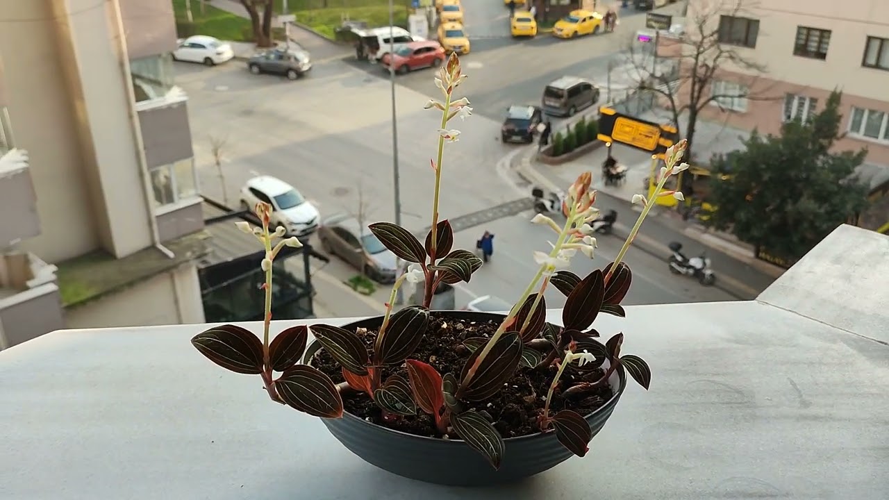 (Ludisia Discolor) MÜCEVHER ORKİDE  ÇİÇEĞİ BAKIMI ‼️