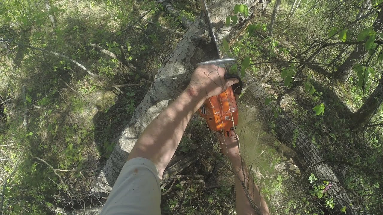 Tree cutting fail / NOT FOR USE IN A COMPILATION