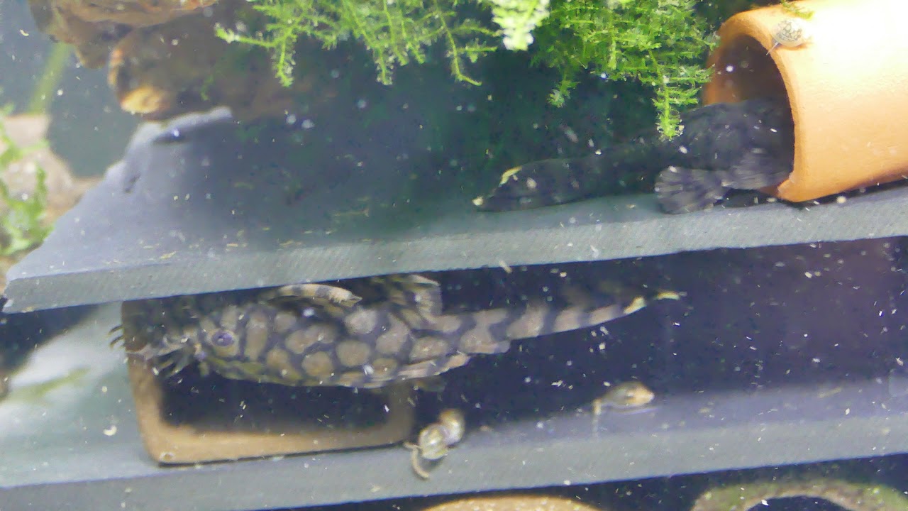L519 Ancistrus Spec Kiefneri 2 Rio Itenez