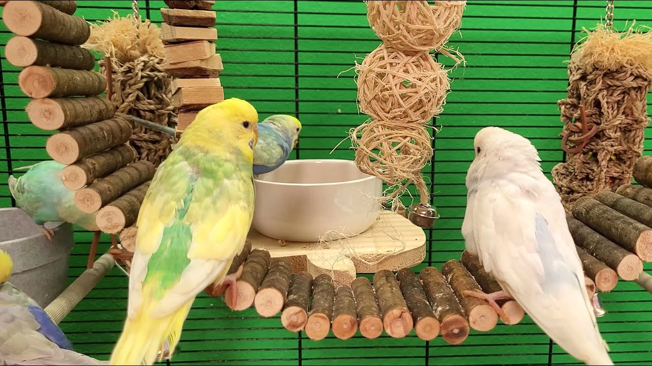 7 hours of relaxing budgie sounds