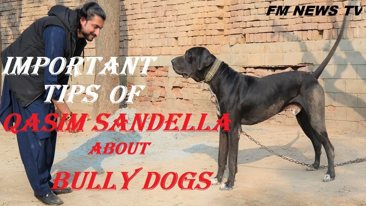 Pakistani Famous Shikari Qasim Sandella Tips About  Bully Kutta 2022 By @FM NEWS TV HD
