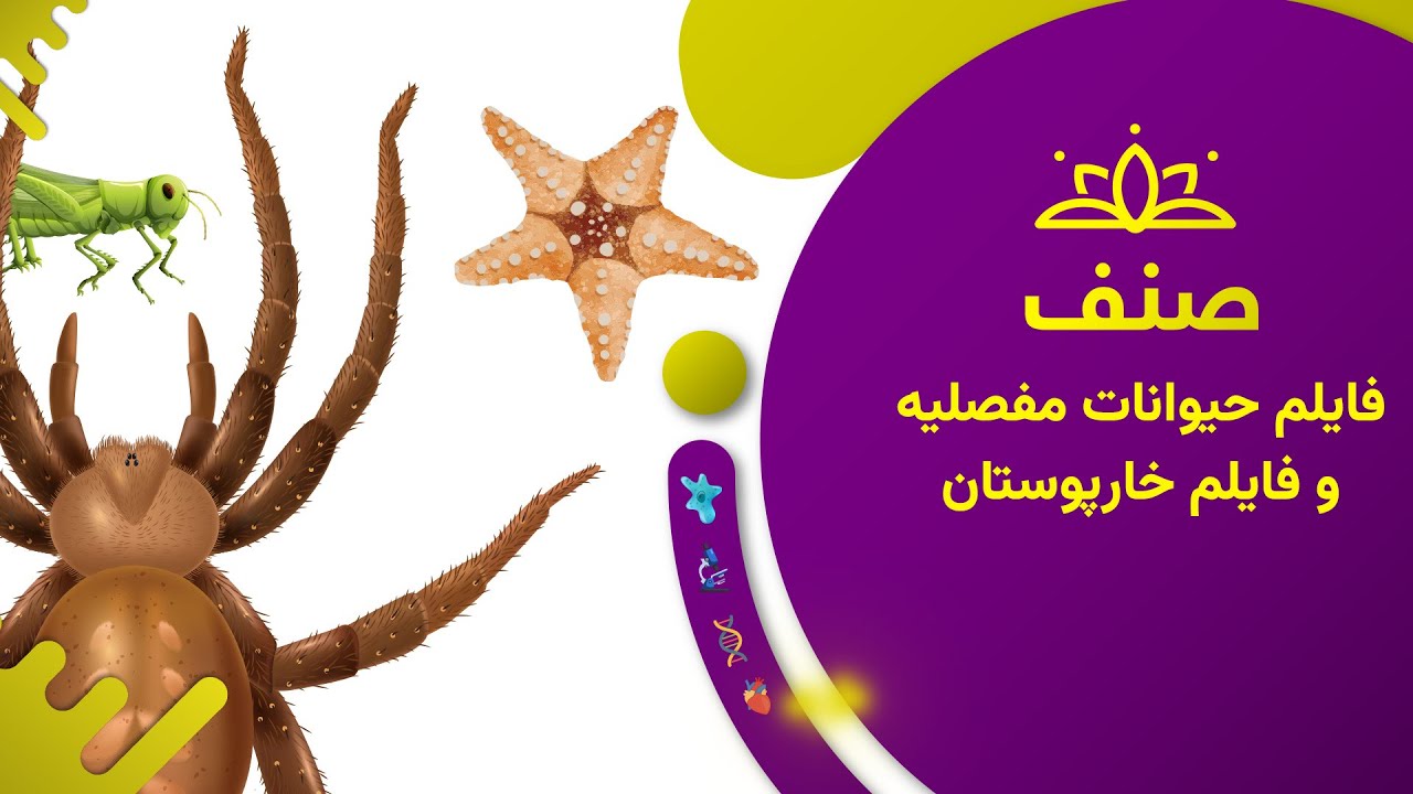 صنف - بیولوژی صنف هشتم- درس ۲۱: فایلم حیوانات مفصلیه