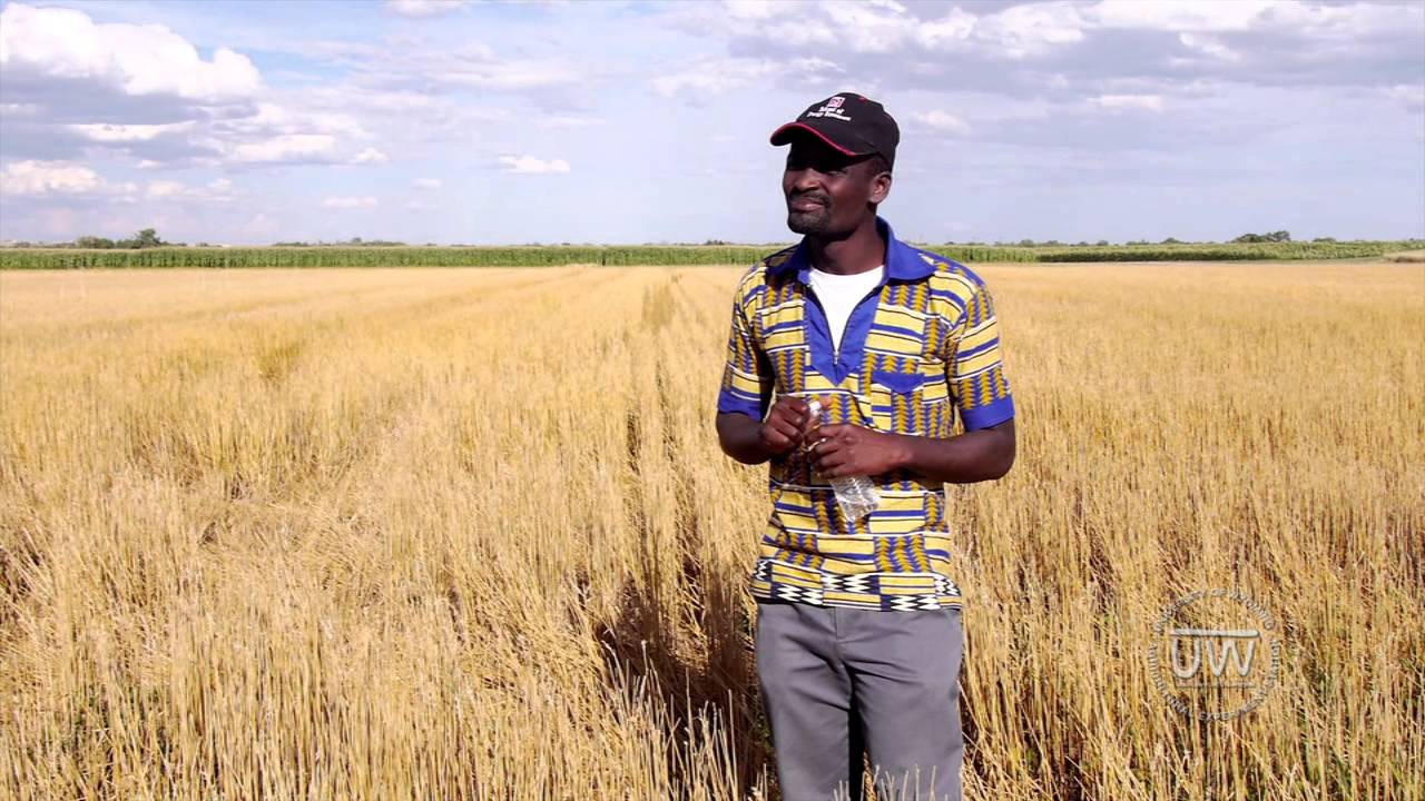 Camelina as an Alternative Crop in Wheat-Fallow Rotation  | SAREC 2014 Field Day