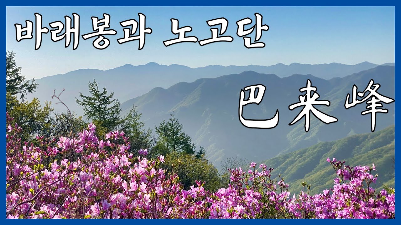 Baraebong with tons of Korean Azaleas.Korea | Hiking | Trekking | Mountains