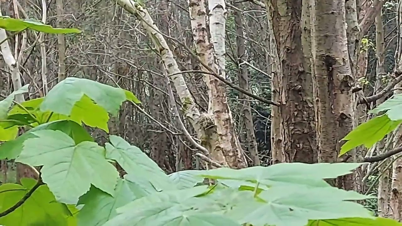 Mistle Thrush Nest Update !