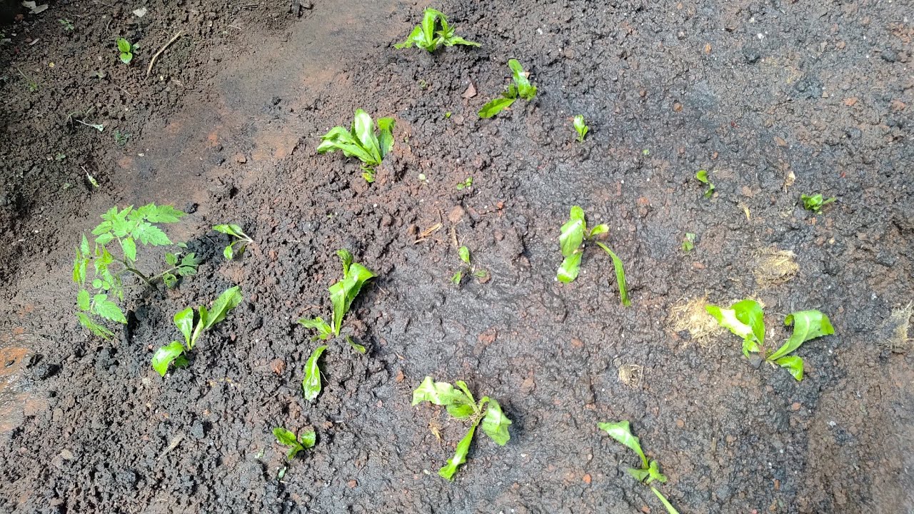 Plantei coentro baiano 