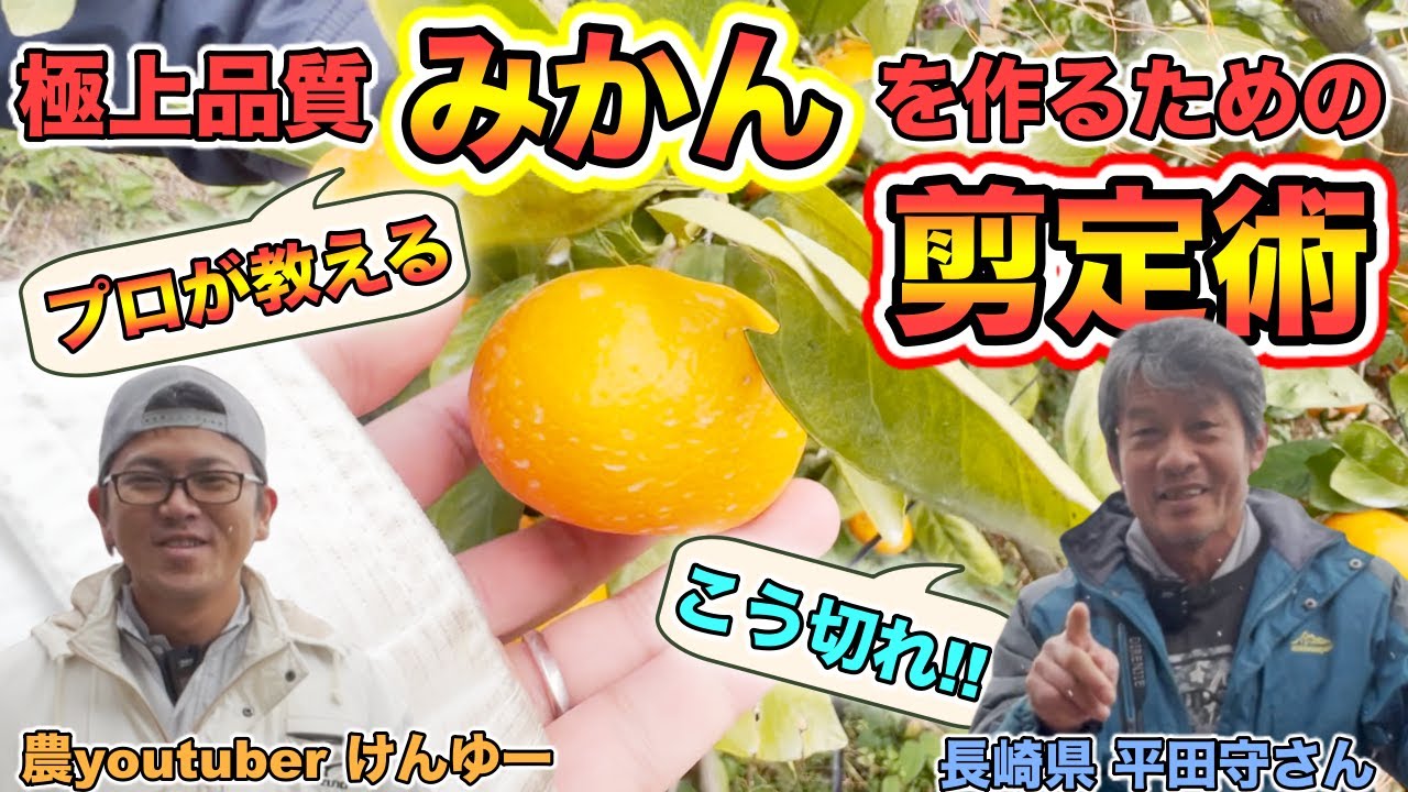 【目からウロコ】33年プロ農家が教える極上の「みかん」を作る剪定方法！減肥料・減農薬で最高品質，コクのみかんを作る！【長崎県 平田守さん】