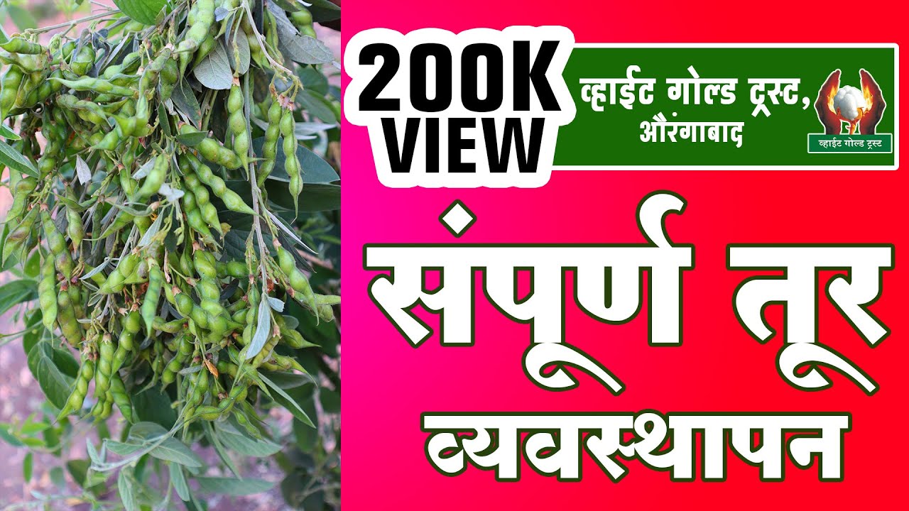 संपूर्ण तूर व्यवस्थापन - व्हाईटगोल्ड पॅटर्न - गजानन जाधव